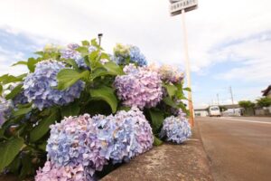 18日に燕市の歩道で咲くアジサイ