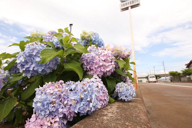 18日に燕市の歩道で咲くアジサイ