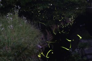 ホタルの飛翔が各地でピークに