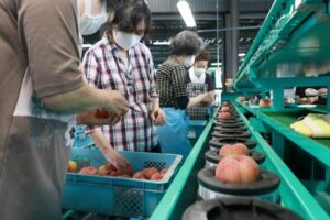 昨年より4日早く桃の初出荷 JAにいがた南蒲須田選果場から「日川白鳳」525kg出荷