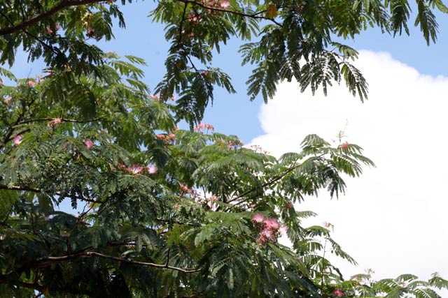 盛りを過ぎたブラシのようなネムノキの花