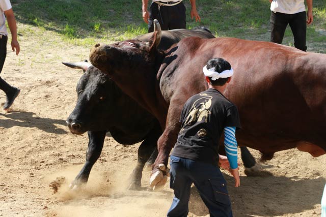 山古志の牛の角突き