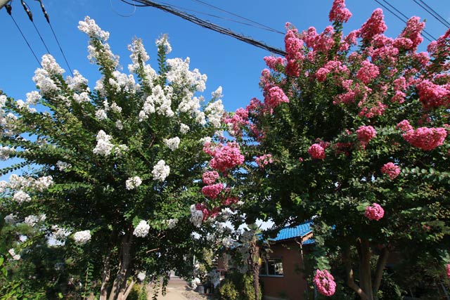 珍しい紅白のサルスベリの花