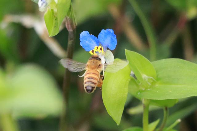 14日朝、燕市で蜜を求めてツユクサの花を渡るハチ