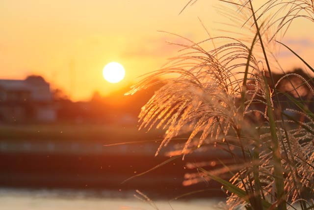 夕日が透かすススキの穂