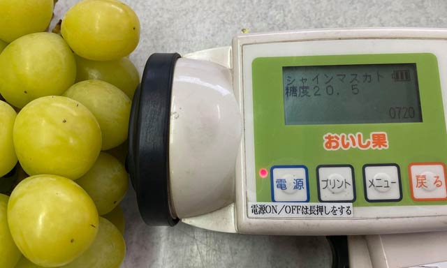 シャインマスカットは糖度20度以上