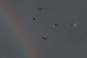 燕市で18日朝の虹と群れ飛ぶ鳥