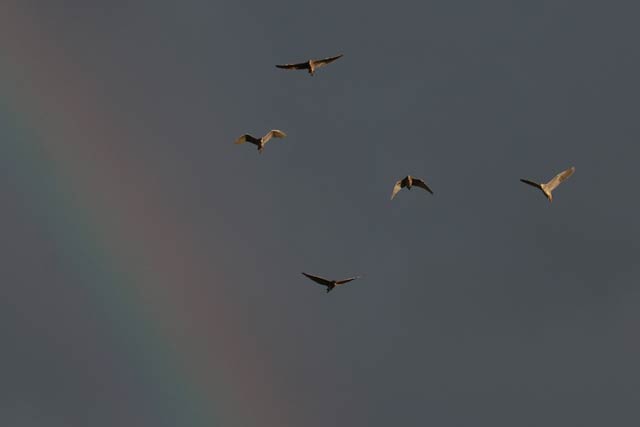 燕市で18日朝の虹と群れ飛ぶ鳥