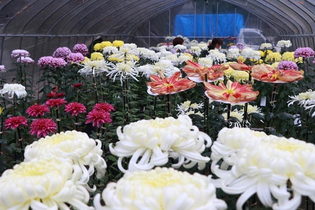 加茂郷菊花同好会による菊花展示会