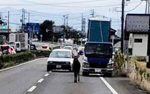 燕市の市街地に現れたシカ