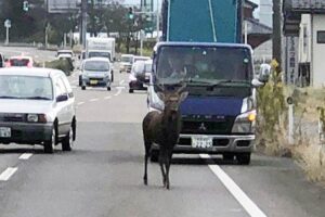 午前8時前に撮影された燕市に現れたシカ
