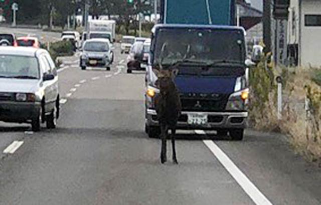 10月30日に蔵関地内に現れたシカ