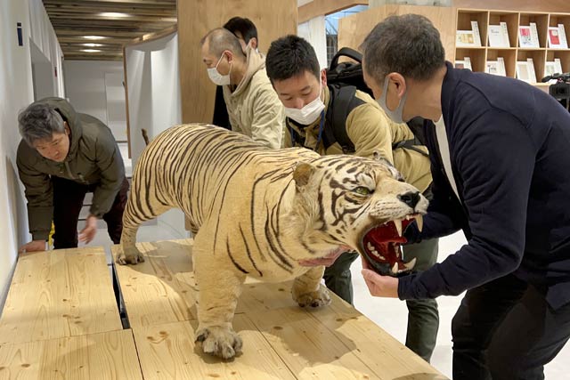 三条市中央公民館のベンガルトラを2階から1階ロビーに移して展示