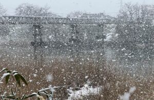 降りしきるぼたん雪がうっすらと