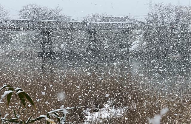 正午前に激しく降る大粒の雪