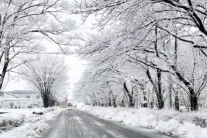三条商工会議所南側のサラク並木の枝に着いた雪