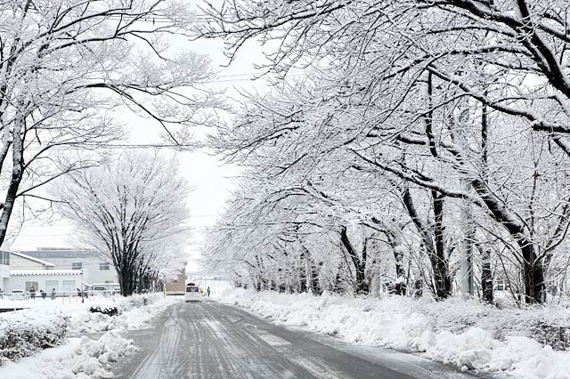 三条商工会議所南側のサラク並木の枝に着いた雪