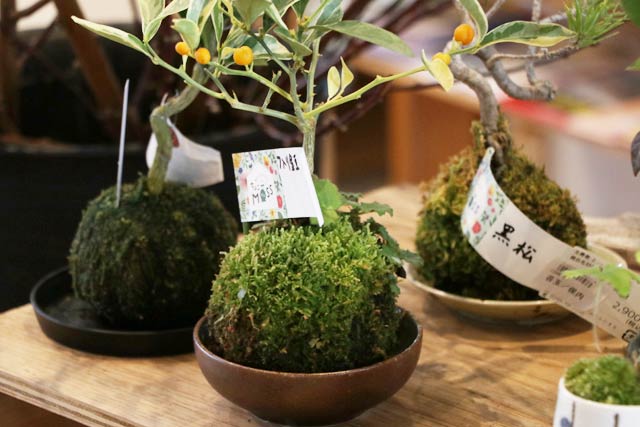 バレンタインギフトにオススメのオリジナルの苔玉