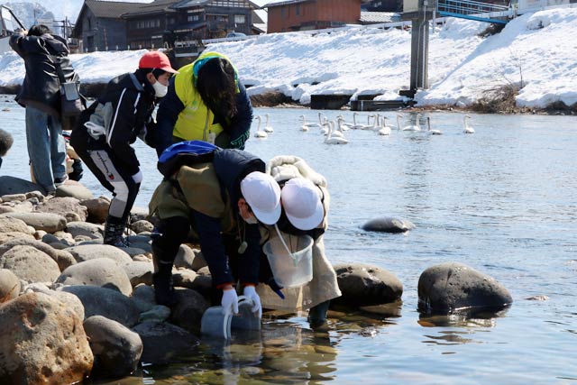 五十嵐川にサケの稚魚を放流する笹岡小学校児童