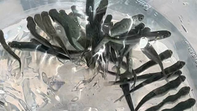 放流したサケの稚魚