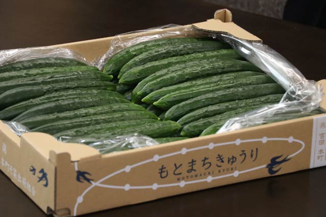 青々としてみずみずしいもとまちきゅうり