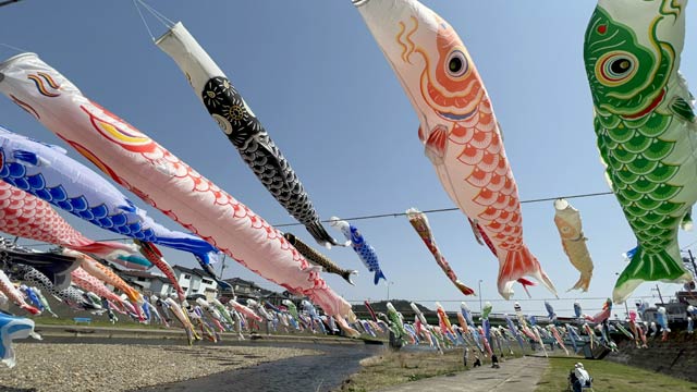 加茂川こいのぼり