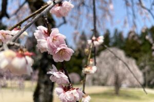 田上の梅林公園は満開から散り始め