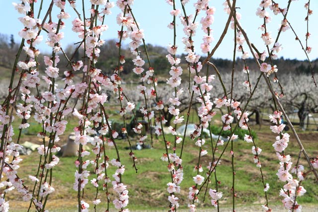 ウメが満開から散り始めとなった「田上うめまつり」が開かれている梅林公園