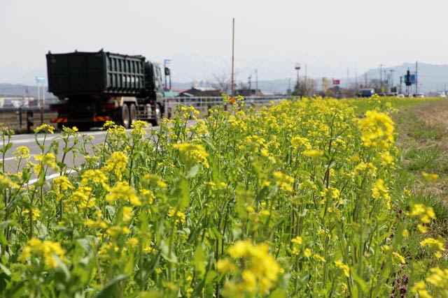 新潟市秋葉区川口地内の国道403号バイパスわきの緑地帯に延びるアブラナの花の帯