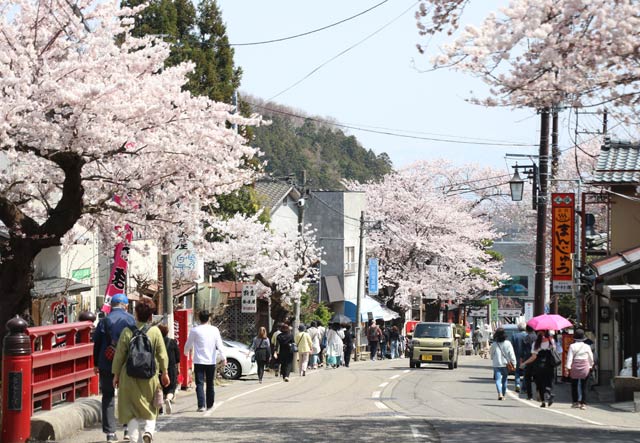 見ごろのサクラが春色に彩る弥彦は花見客でにぎわった