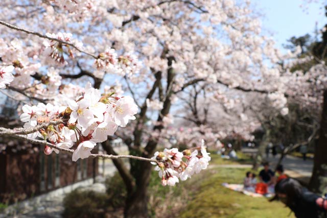 弥彦公園でビニールシートを広げて花見客も