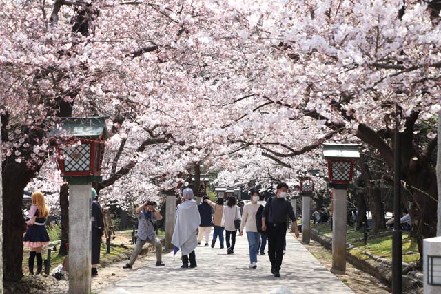 弥彦公園