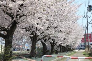 三条で3日連続の夏日に各地で桜満開