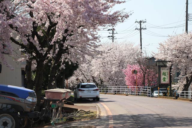 燕市井土巻地内サクラ