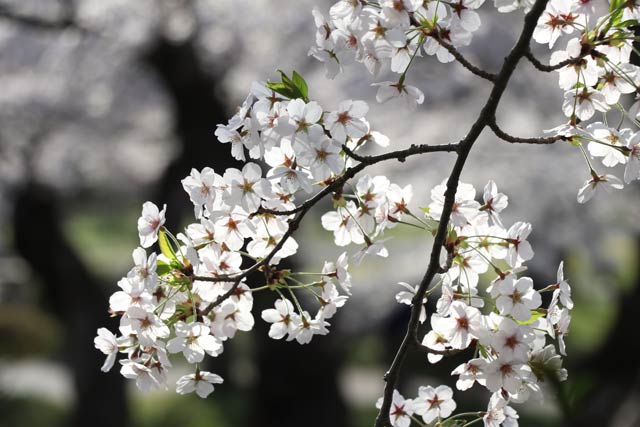 村松公園