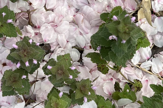 ヒメオドリコソウの下にサクラの花びらの薄紅のじゅうたん