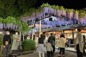 北方文化博物館のフジのライトアップ