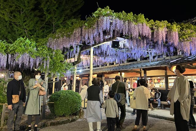 北方文化博物館のフジのライトアップ
