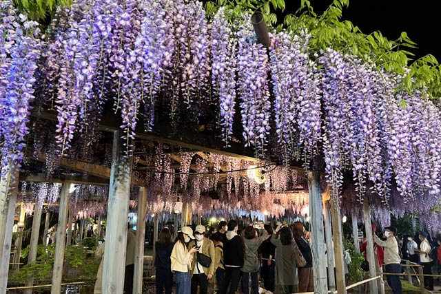 北方文化博物館のフジのライトアップ