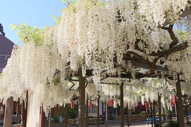 まさに満開の安了寺の「八王寺の白藤」