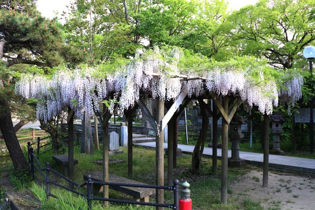 八幡宮の弁天島のフジも満開