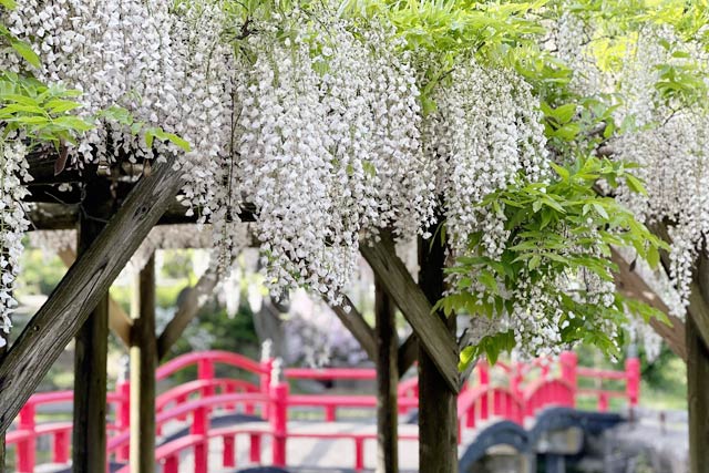 八幡宮の弁天島のフジも満開