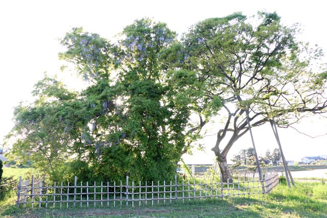 万葉の藤はエノキの緑に負けてフジの花が確認しづらい