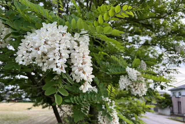 ニセアカシアの花