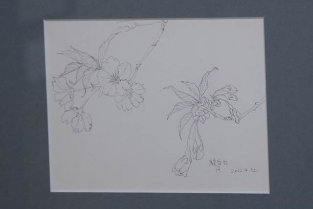 素描も展示