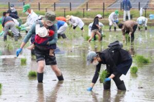 大河津分水通水100周年を記念した田んぼアートの田植え