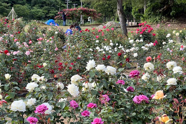 冬鳥越スキーガーデンの満開のバラ園