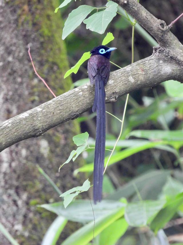 鳥羽さんが8日に大崎山で撮影したサンコウチョウ（トリミングなし）