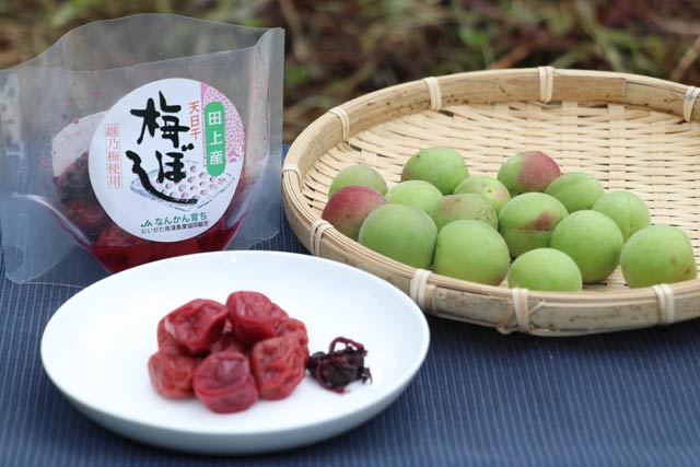 収穫しばかりの「越の梅」と「越の梅」の梅干し 