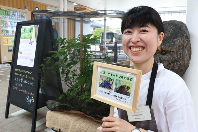 オオムラサキのサナギを展示した「道の駅 たがみ」